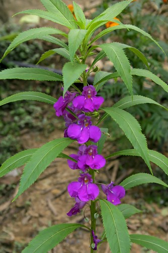 Beijo-de-Frade  (Impatiens Balsamina)