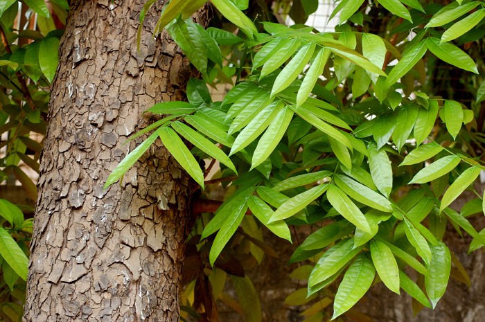 Mogno-brasileiro (Swietenia macrophylla)