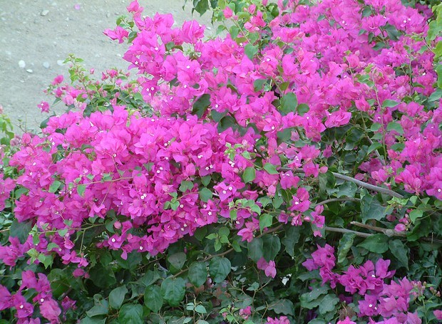 PRIMAVERA Bougainvillea glabra