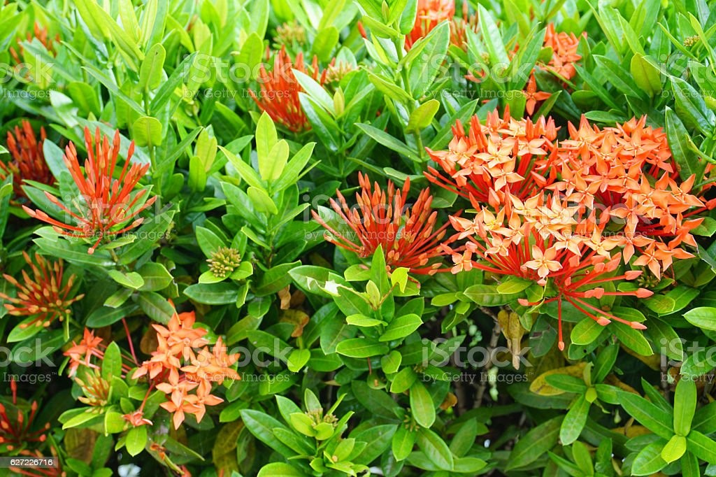 Ixória (Ixora coccínea L.)