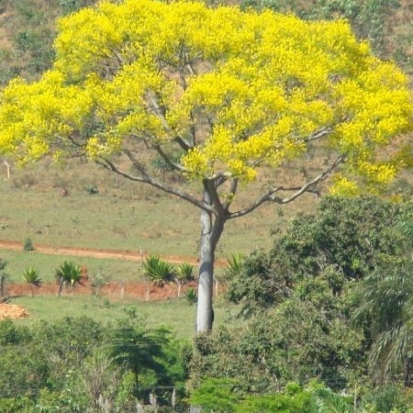  PINHO CUIABANO (Schizolobium amazonicum)