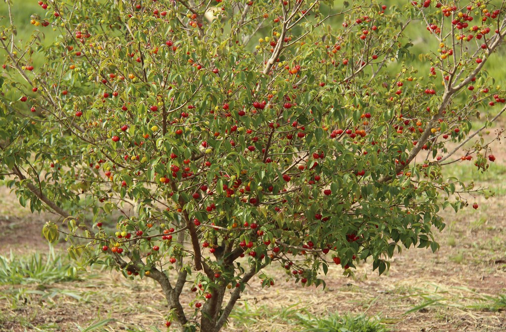 PITANGA (Eugenia uniflora)