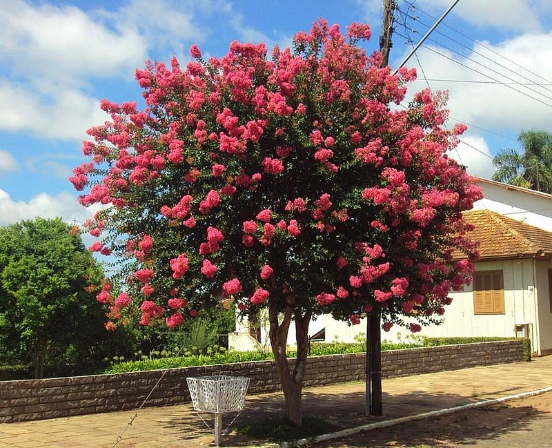 RESEDÁ ROSA (Lagerstroemia indica)