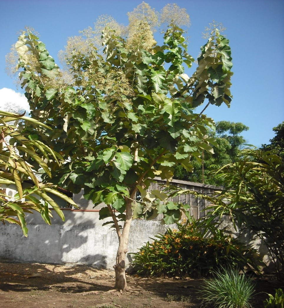 TECA (Tectona grandis)